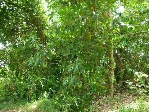 Greenery in the forest Foto stock