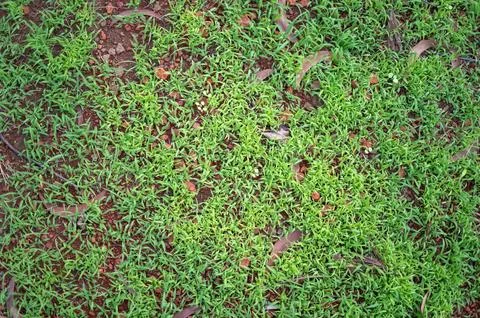 Greenery grass closeup view 스톡 사진