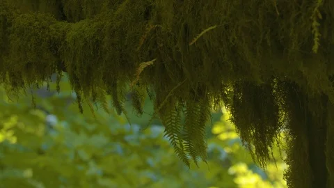 Greenery Growing off a Branch Stock Footage 91262545