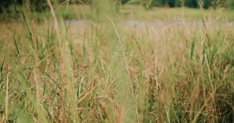 Greenery By The Lake Stock Footage 320338451