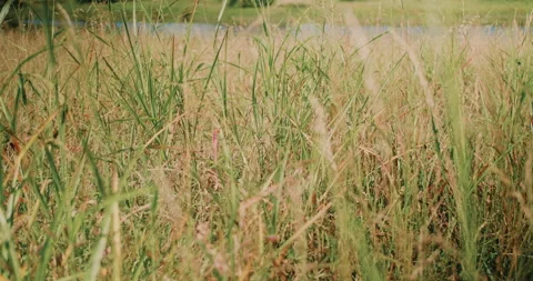 Greenery By The Lake Stock Footage 320338464
