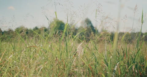 Greenery By The Lake Stock Footage 320338478