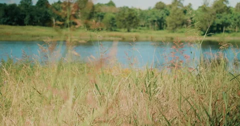Greenery By The Lake Stock Footage 320338518