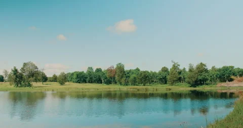 Greenery By The Lake Stock Footage 320338520