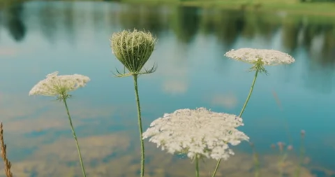 Greenery By The Lake Stock Footage 320356110
