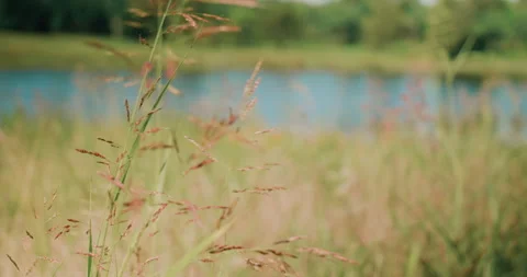 Greenery By The Lake Stock Footage 320356126