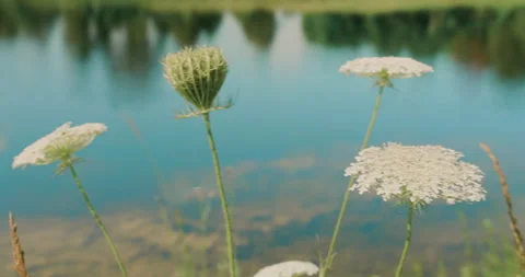 Greenery By The Lake Stock Footage 320356127