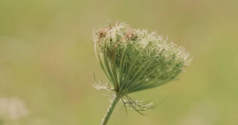 Greenery By The Lake Stock Footage 320356137