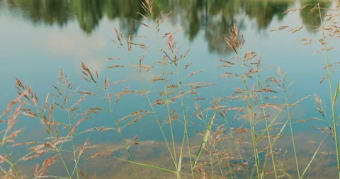 Greenery By The Lake Stock Footage 320356150