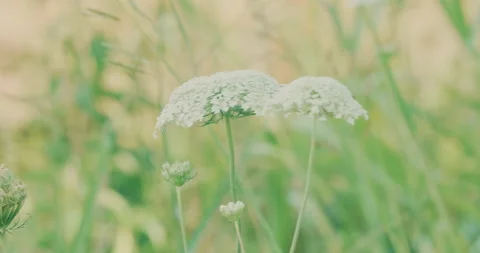 Greenery By The Lake Stock Footage 320356157