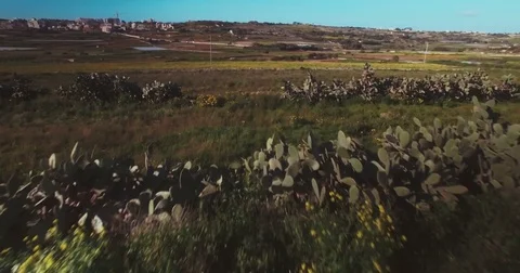 Greenery in Malta Europe Stock Footage 74054901