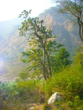 Greenery in the mountains Stock Photos