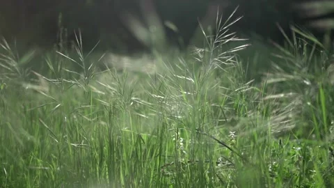 Greenery moves from the wind at sunset Stock Footage 204075912