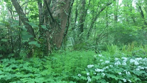 Greenery, North Wales Stock Footage 112355839