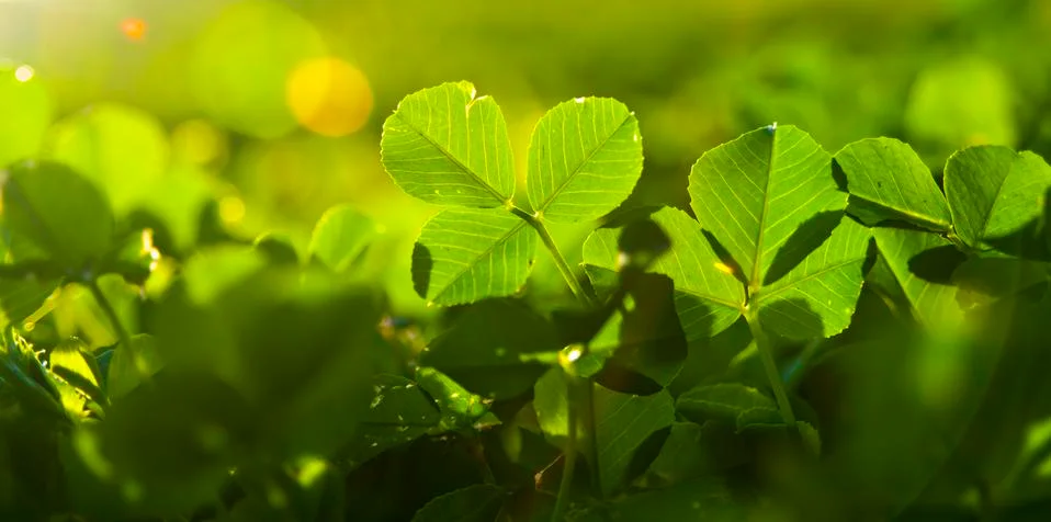 Greenery Stock Photos