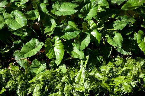 Greenery Stock Photos