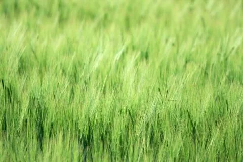 Greenery Stock Photos