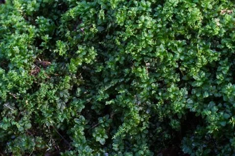 Greenery Stock Photos