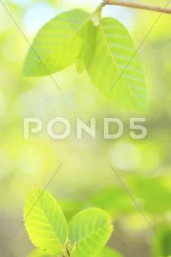 Greenery Stock Photos