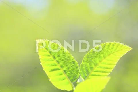 Greenery Stock Photos