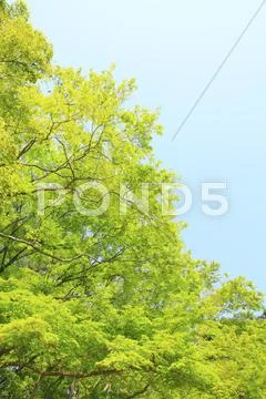 Greenery Stock Photos