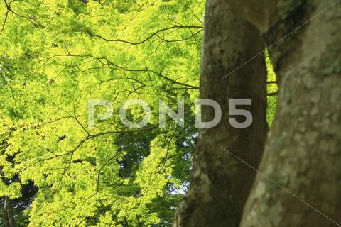 Greenery Stock Photos