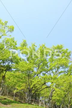 Greenery Stock Photos