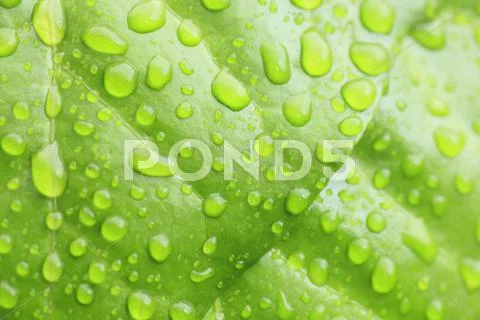 Greenery Stock Photos