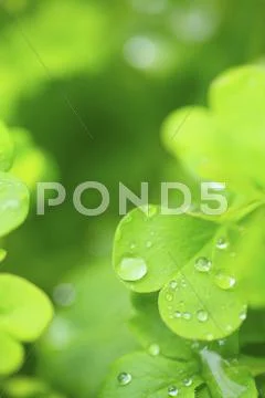 Greenery Stock Photos