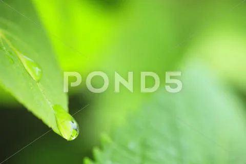 Greenery Stock Photos