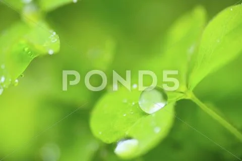 Greenery Stock Photos