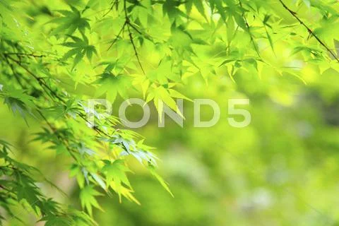 Greenery Stock Photos