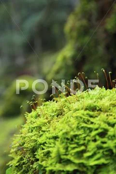 Greenery Stock Photos