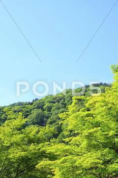 Greenery Stock Photos