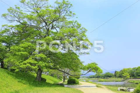Greenery Stock Photos