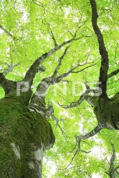 Greenery Stock Photos