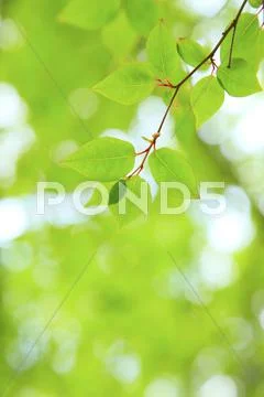 Greenery Stock Photos