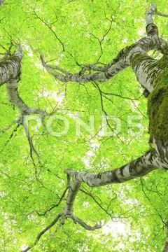 Greenery Stock Photos