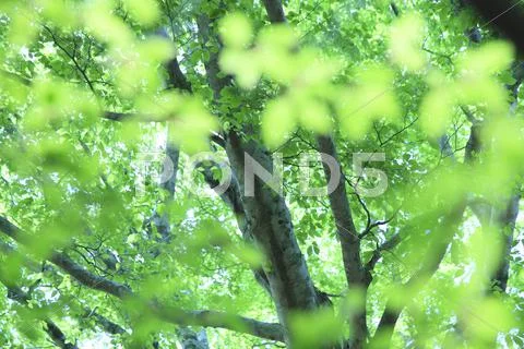 Greenery Stock Photos