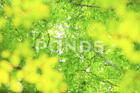Greenery Stock Photos