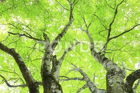 Greenery Stock Photos