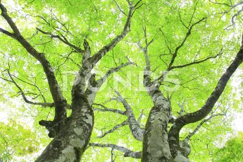 Greenery Stock Photos
