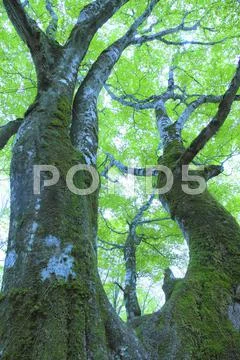 Greenery Stock Photos
