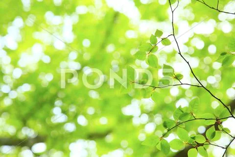 Greenery Stock Photos