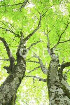 Greenery Stock Photos