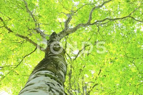 Greenery Stock Photos