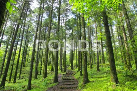 Greenery Stock Photos