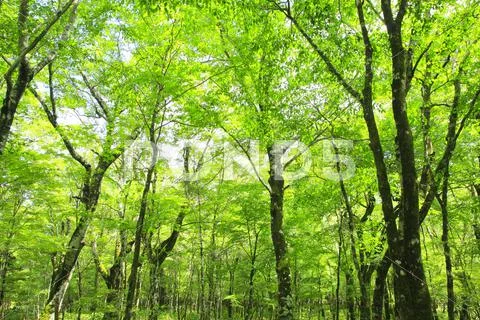 Greenery Stock Photos