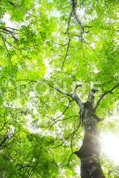 Greenery Stock Photos
