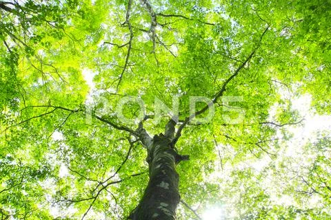 Greenery Stock Photos